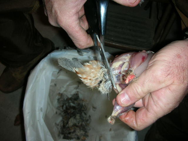 Quail 9
