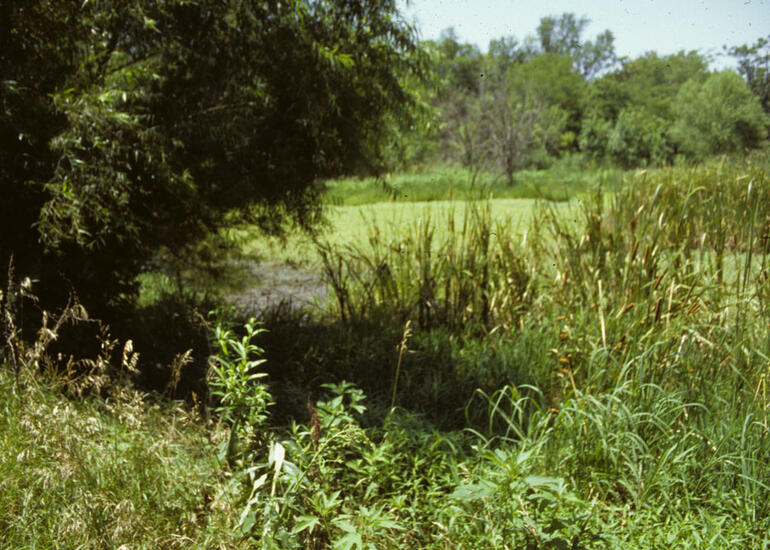 Oswego