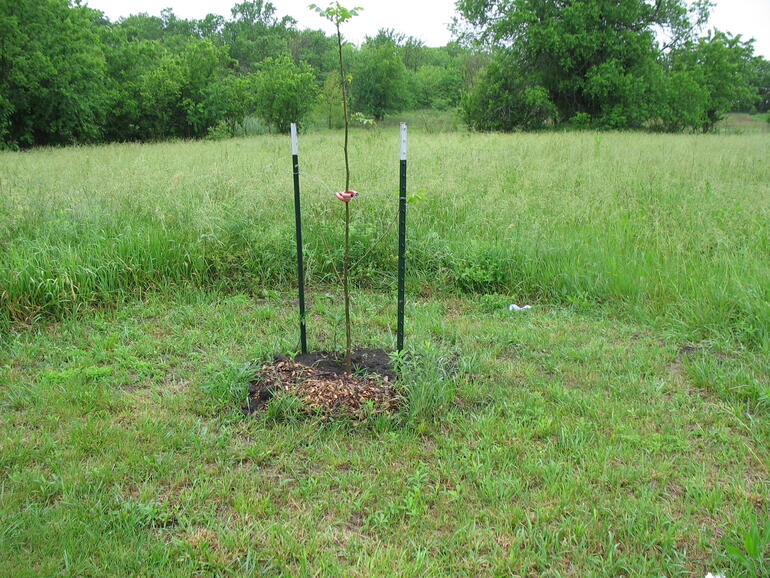 Campwood 1