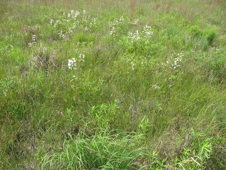 Greenbush 12