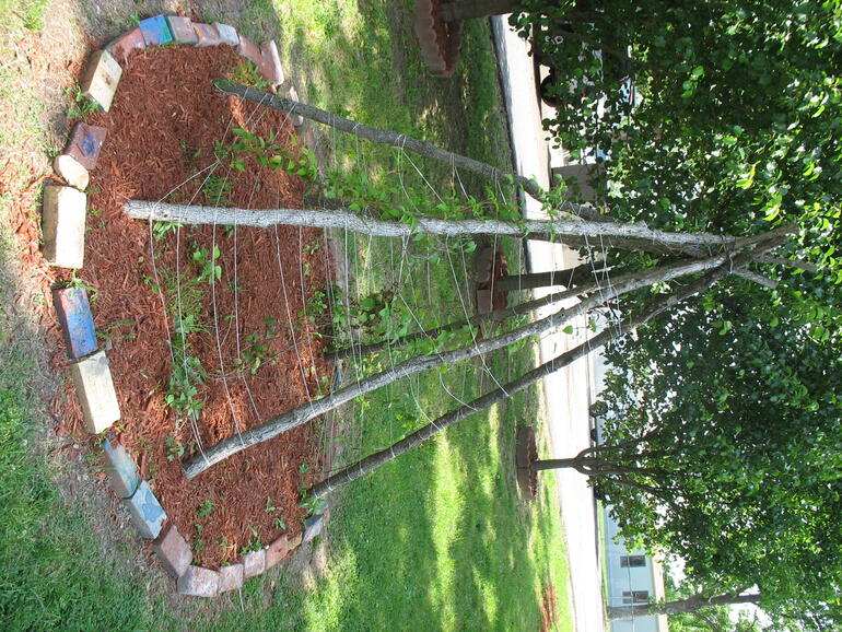 Spring Grove 10