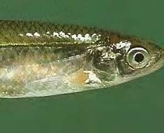 Silverband Shiner