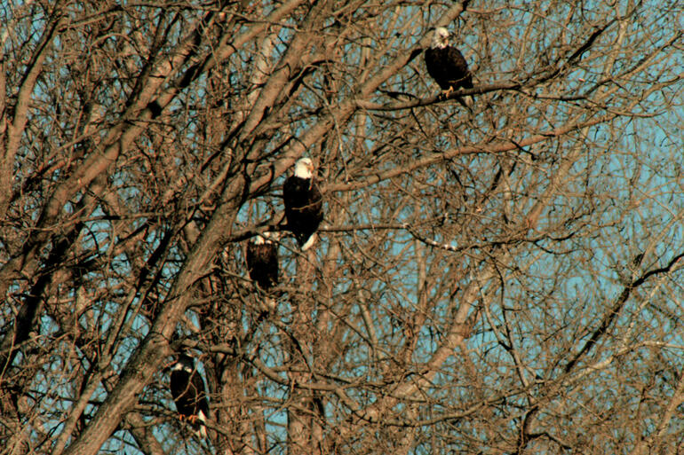 Bald Eagle - Group