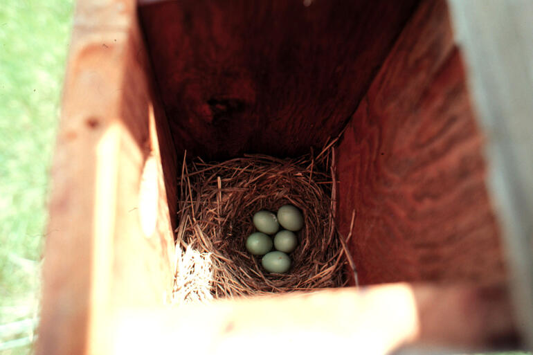 Bluebird Eggs