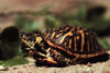 Box Turtle