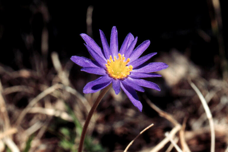 Carolina Anemone