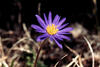 Carolina Anemone