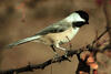 Chickadee