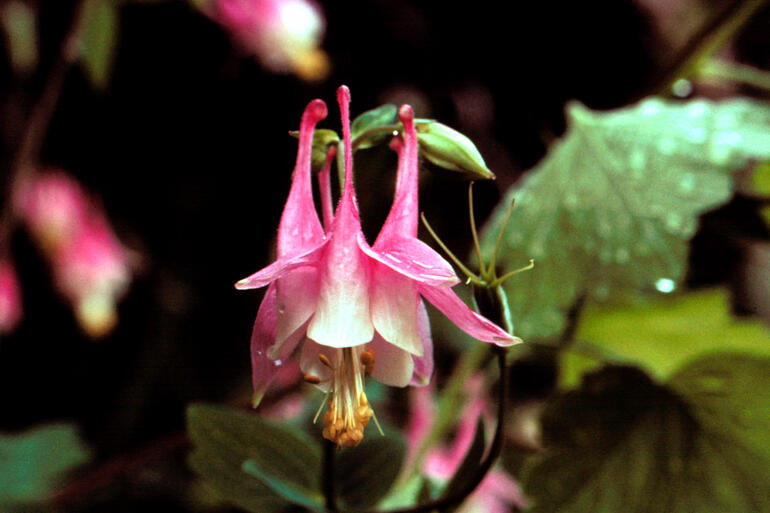 Columbine