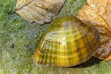 Deertoe Mussel