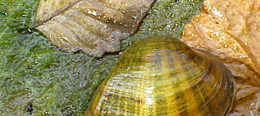 Deertoe Mussel
