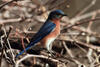 Eastern Bluebird