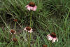 Echinacea