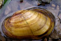 Fatmucket Mussel