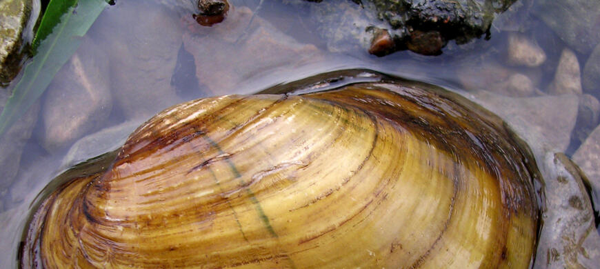 Fatmucket Mussel