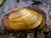 Fatmucket Mussel