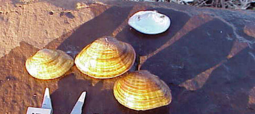Fawnsfoot Mussel