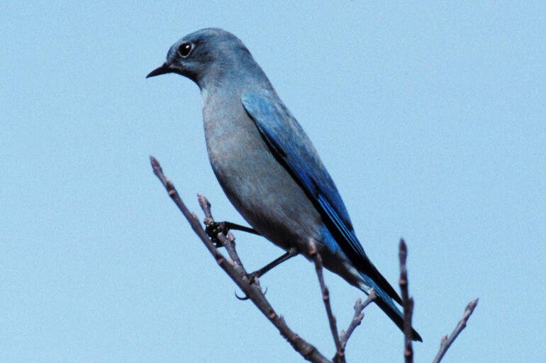 Mountain Bluebird