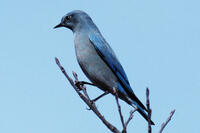 Mountain Bluebird