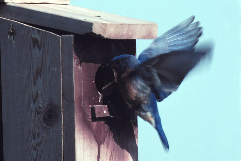 Nest Box