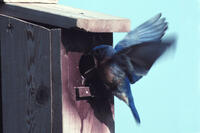 Nest Box