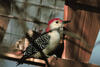 Red-bellied Woodpecker