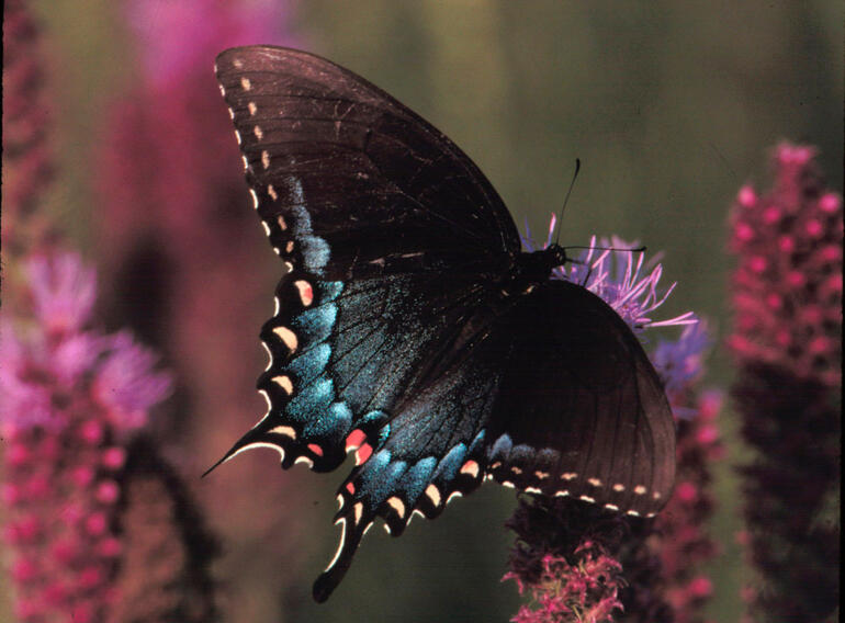 Tiger Swallowtail