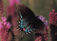 Tiger Swallowtail
