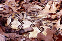 Timber Rattlesnake