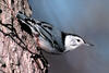 White-breasted Nuthatch