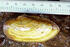 Yellow Sandshell Mussel