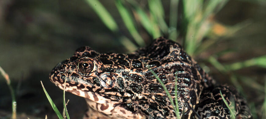 Crawfish Frog