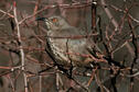 Curve-billed Thrasher