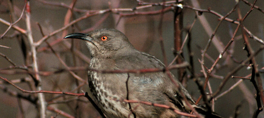 Curve-billed Thrasher