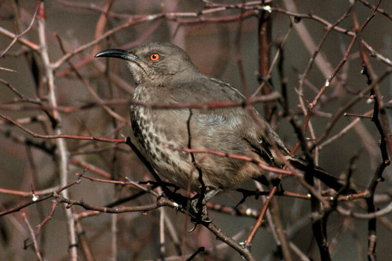 Curve-billed Thrasher