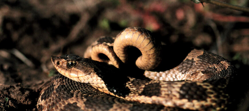 Eastern Hognose Snake