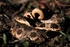 Eastern Hognose Snake