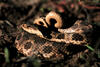 Eastern Hognose Snake