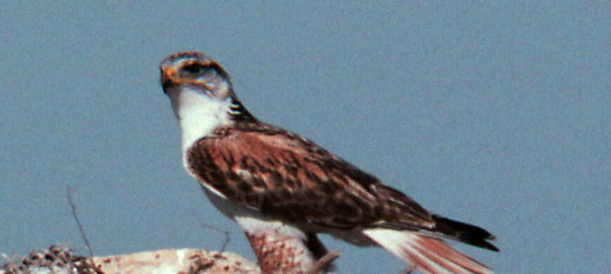 Ferruginous Hawk