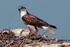 Ferruginous Hawk