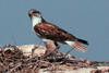 Ferruginous Hawk