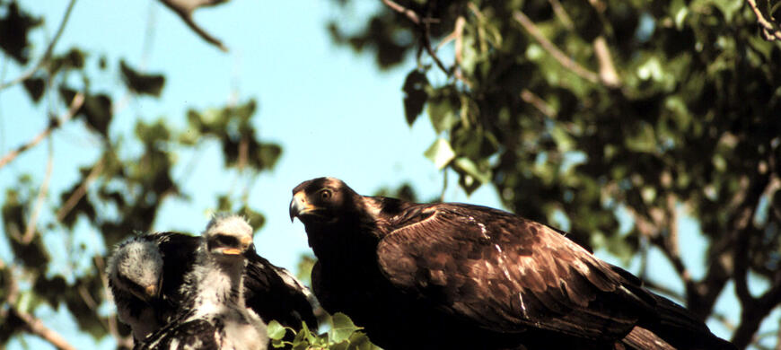Golden Eagle