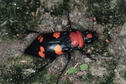 American Burying Beetle