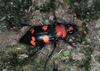 American Burying Beetle