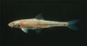 Arkansas River Speckled Chub