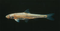 Arkansas River Speckled Chub