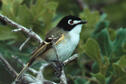 Black-capped Vireo