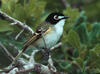 Black-capped Vireo