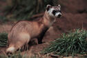 Black-footed Ferret