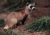 Black-footed Ferret